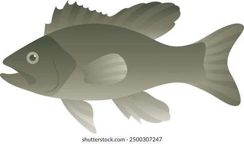 Black bass realistic illustration. Freshwater fish isolated on white background. River and lake animal of North America.