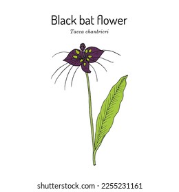 Flor de murciélago negro (Tacca chantrieri), planta ornamental y medicinal. Ilustración de vector botánico dibujada a mano