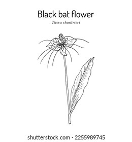 Flor de murciélago negro (Tacca chantrieri), planta ornamental y medicinal. Ilustración de vector botánico dibujada a mano