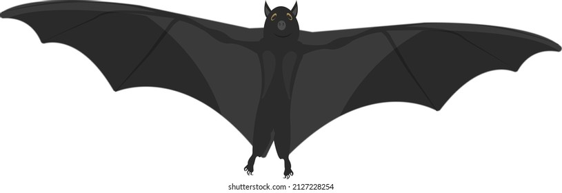 Black bat, illustration, vector on a white background.