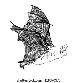 black bat on white background