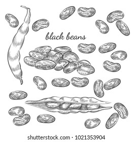 Black beans hand drawn sketch on white background. Beans and pods illustration for your design.