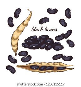 Black beans hand drawn sketch on white background. Beans and pods illustration for your design.