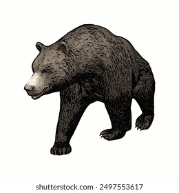 Black bear animals vektor ilustration isolated design template 