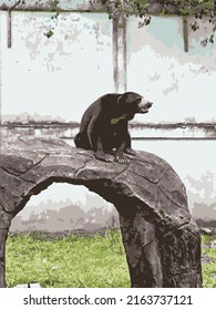 black bear crawling on rock