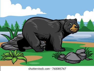 Black Bear In The Nature