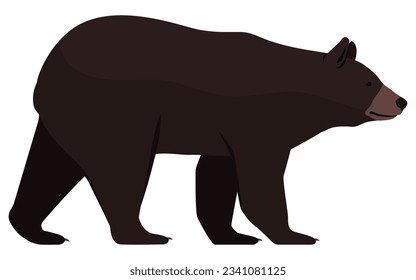 Black bear side view isolated, animals and wildlife concept