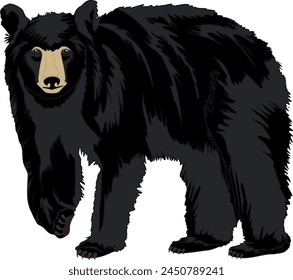 Black Bear Standing Up Isolated