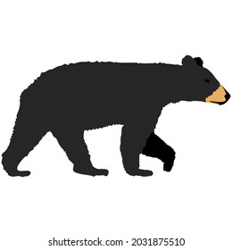 Black bear standing on four legs, side view vector graphic illustration