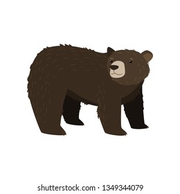 Black bear standing at white background looking back