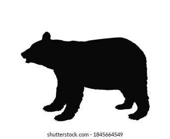 Black bear vector silhouette illustration isolated on white background. 