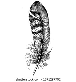 Black beautiful feathers sketches isolated on white background. Vector feather for texture, wrapper pattern, frame or border.