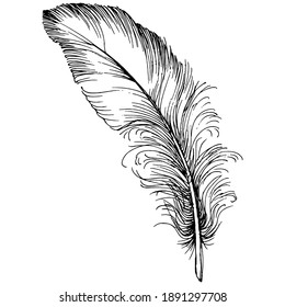 Black beautiful feathers sketches isolated on white background. Vector feather for texture, wrapper pattern, frame or border.