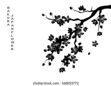 black beautiful sakura or cherry blossom branch with flowers drawn in japanese style. vector illustration design.
