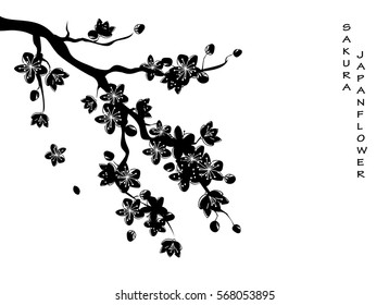 black beautiful sakura or cherry blossom branch with flowers drawn in japanese style. vector illustration design.