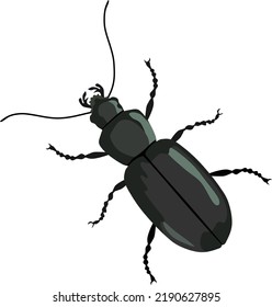 Ilustración del vector animal de insectos de escarabajo negro