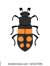 Black beetle -  insect with  kind of armor protecting the flying wings