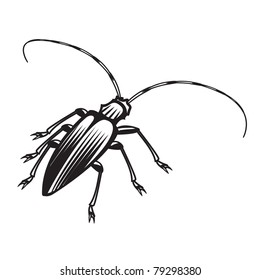 black beetle parasite