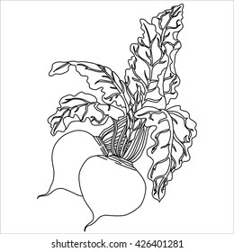 Black. Beetroot Isolated on White. Flat Design Style. Vector illustration. Cartoon  vector Illustration.