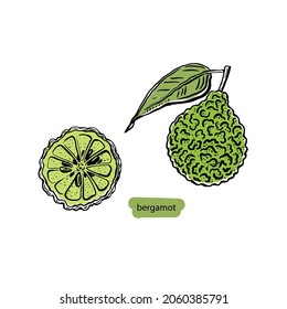 Black bergamot sketch drawn set in vintage style on white background. Hand drawn abstract vector illustration.