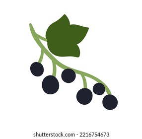 Las bayas negras de la corriente que crece en la rama. Currandas maduras frescas sobre la rama con hoja. Planta de cassis de jardín. Dibujo vectorial plano y colorido de alimentos naturales de verano aislados en fondo blanco