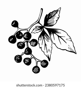 Black berries with leaves hand drawn vector illustration isolated on white background