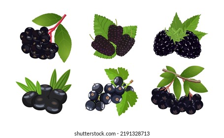 Black Berries set: blackberry, blackcurrant, elderberry, acai, mulberry and chokeberry. Vector illustration isolated on white background