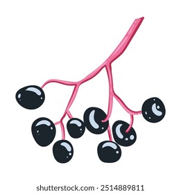 Bayas negras. Vector aislado ilustración saúco. Bayas de otoño en una ramita.  Para la tarjeta, invitación, decoración