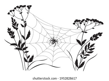 Black big spider sitting on web between two plant stems. Silhouette of spiderweb on plants isolated on white background. Monochrome vector illustration with cobweb and wildflower.