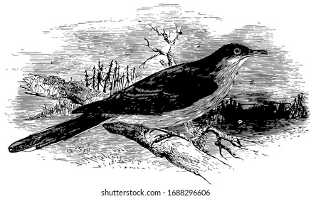 El cucú negro facturado es de 12,5 pulgadas de longitud, dibujo vintage de línea o ilustración grabadora.