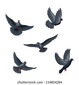 Black bird