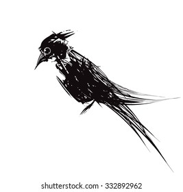 Black bird