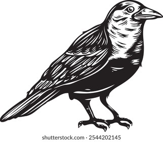 black, bird, animal, vector, crow, illustration, raven, silhouette, wildlife, isolated, background, nature, art, wing, design, icon, graphic, feather, beak, wild, symbol, white, collection, drawing, h