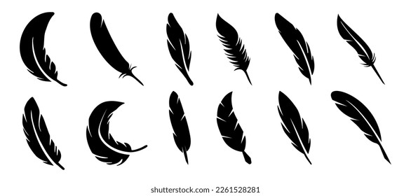 Colección de plumas de pájaro negro. Juego de diferentes plumas de aves