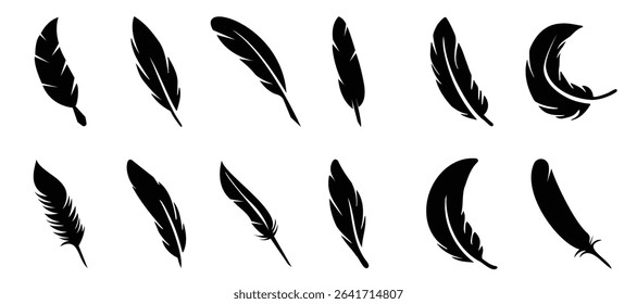 Black bird feather collection. Set of different bird feather