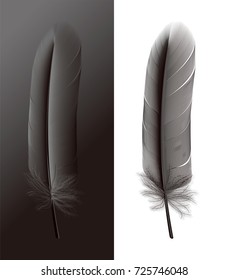 Black Bird feathers