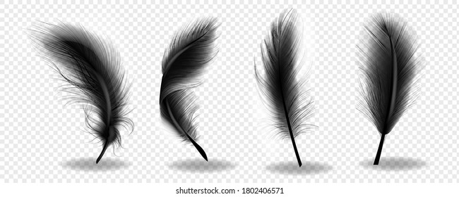 Black Bird Fluffy Feather. Feathers Realistic Silhouettes On Transparent Background. Vector Illustration