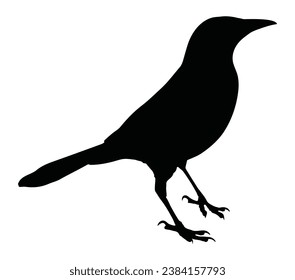 Black bird isolated vector silhouette.