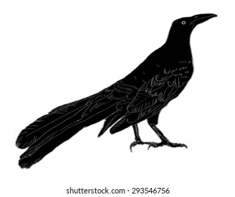 black bird isolated vector silhouette
