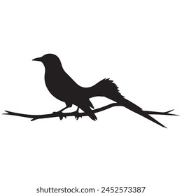a black bird on a branch with a white background  with white background