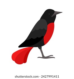 Pájaro negro con pecho rojo ilustración vectorial de estilo plano
