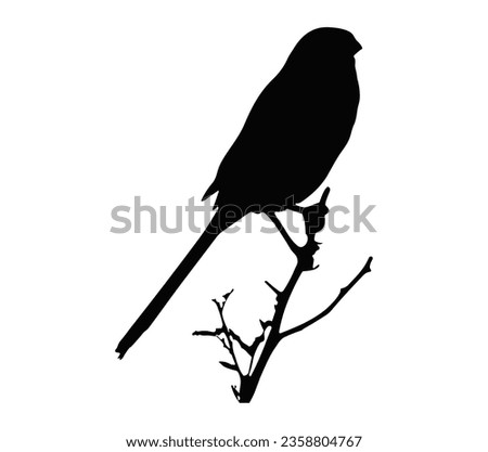 Black bird shrike logo vector art.