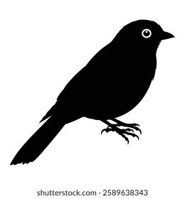 black bird silhouettes. Vector elements for design.