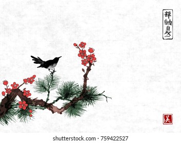 Black bird sitting on branches of pine tree and sakura blossom. Rice paper background. Traditional oriental ink painting sumi-e, u-sin, go-hua.  Hieroglyphs - zen, freedom, nature, beauty