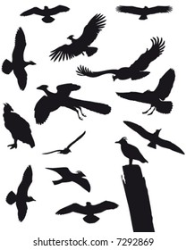 Black Birds