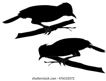 Black Bird,Silhouettes of doves in many different flying positions and angles