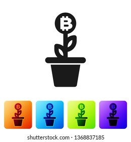 Black Bitcoin plant in the pot icon on white background. Business investment growth concept. Blockchain technology, cryptocurrency mining. Set icon in color square buttons. Vector Illustration