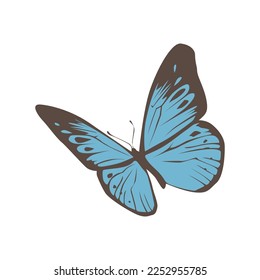 black and blue butterfly, vector