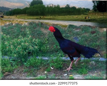 A black blue color handsome cock is a beautiful bird nature photo painting ,great for decoration ,gift card ,valentine, book cover ,textile and fabric print and different website and print purposes