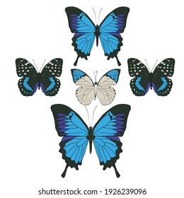 conjunto de mariposas de color negro y azul